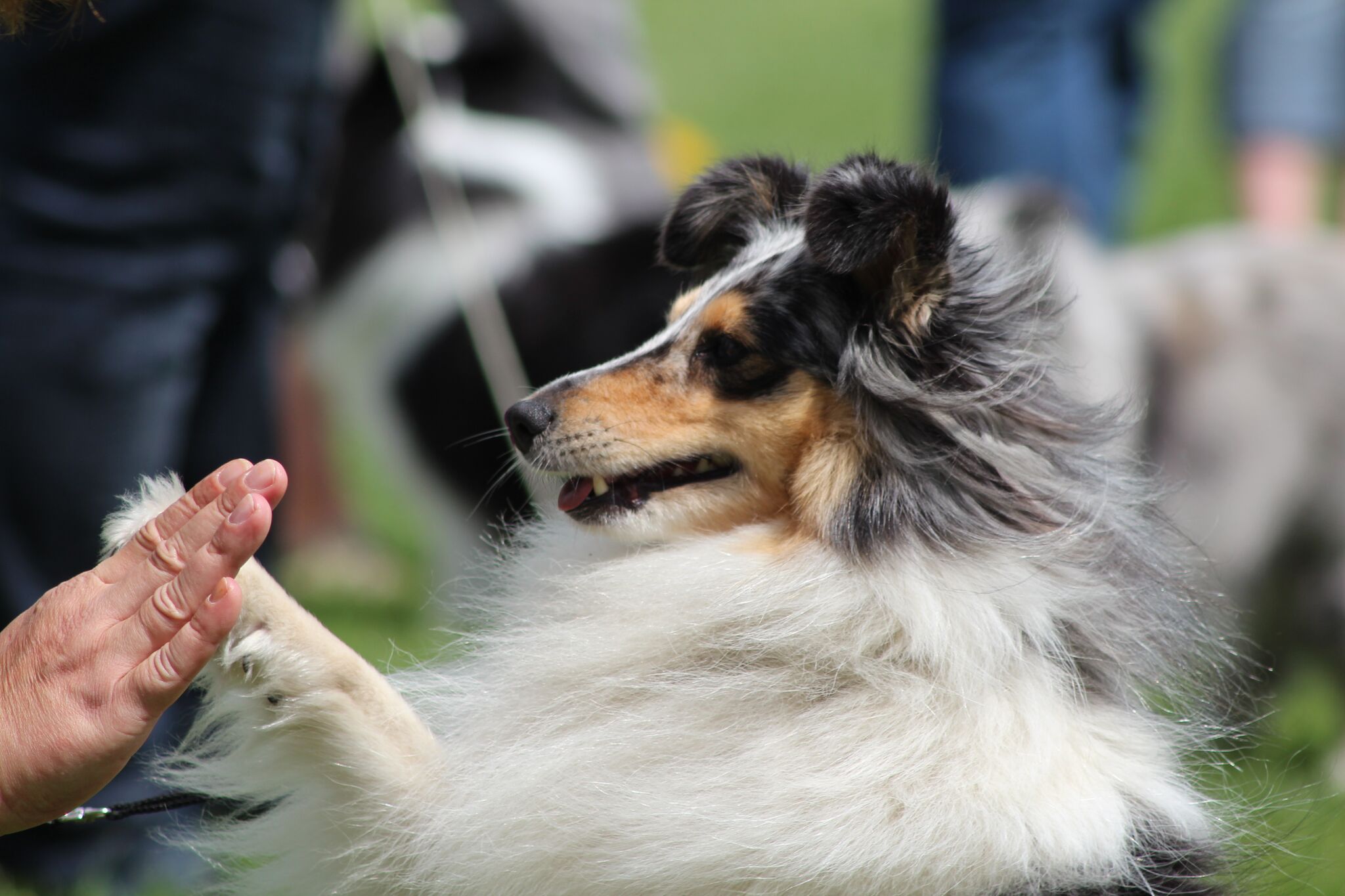 Bild Tricktraining 02