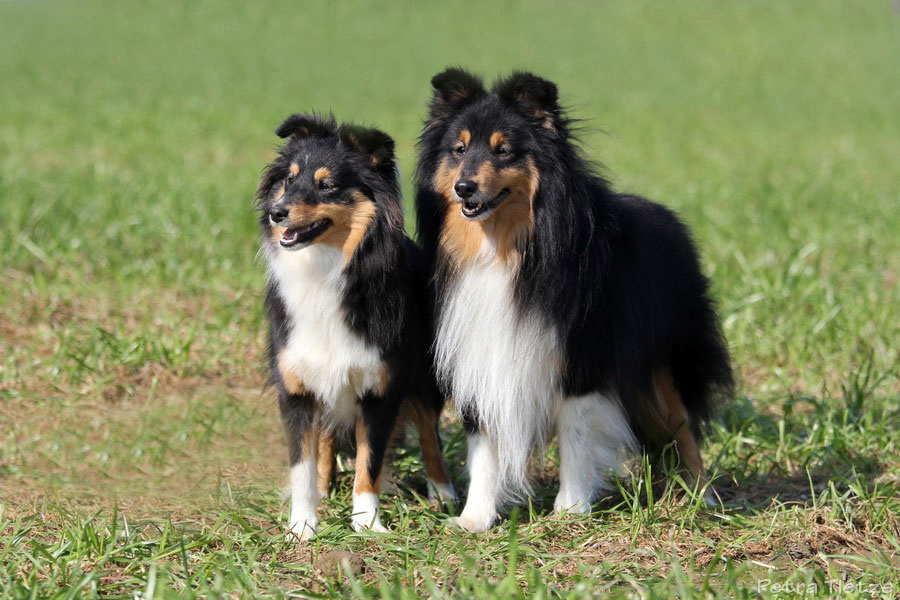 Tracy Ricky Tricolour