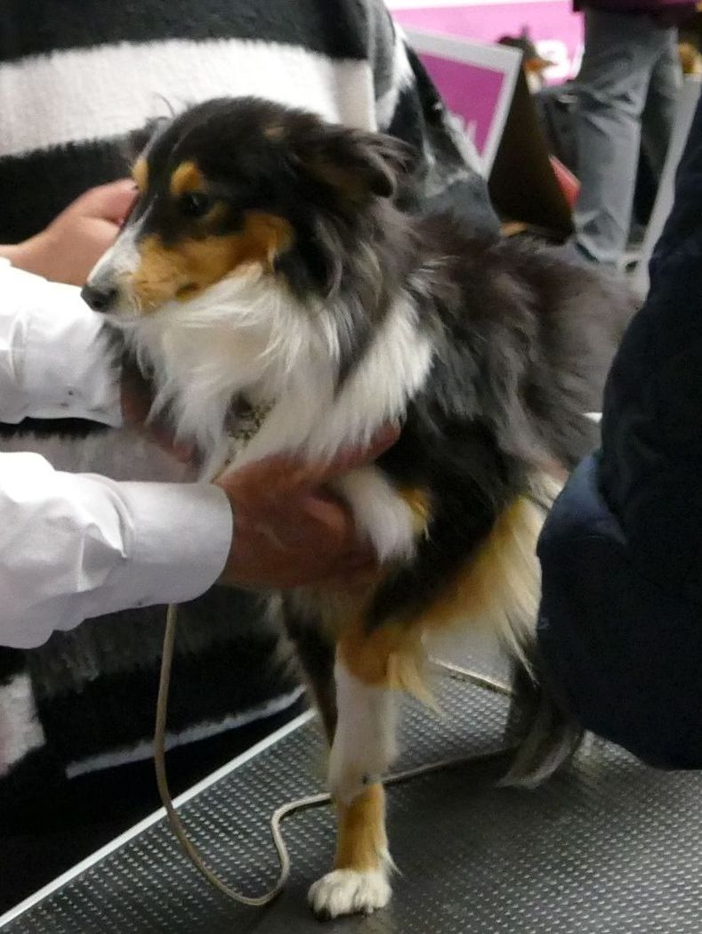 Dortmund 17 11 2018 6